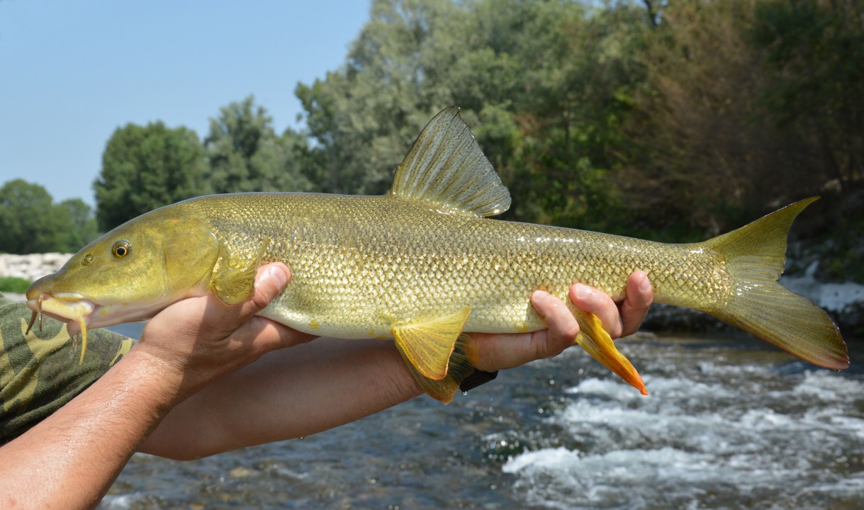 Foto di un barbo